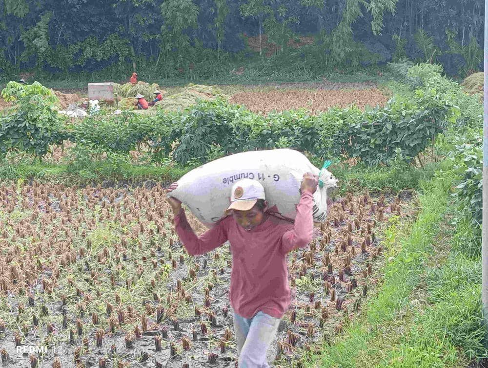 Petani Resah, Harga Gabah di Lotim Anjlok