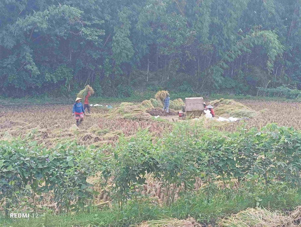 Proses panen gabah di desa Kelanjoh Lotim (IDN Times/Ruhaili)