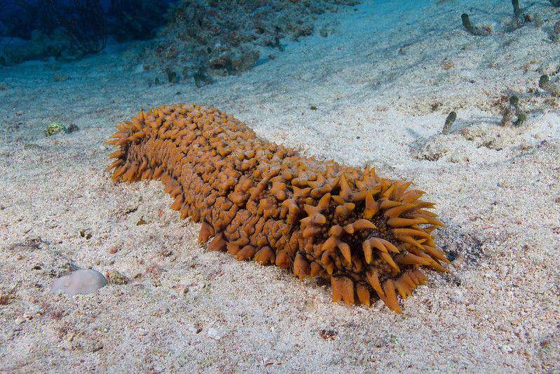 ilustrasi teripang laut (Flickr/Mark Rosenstein, iNaturalist.org)