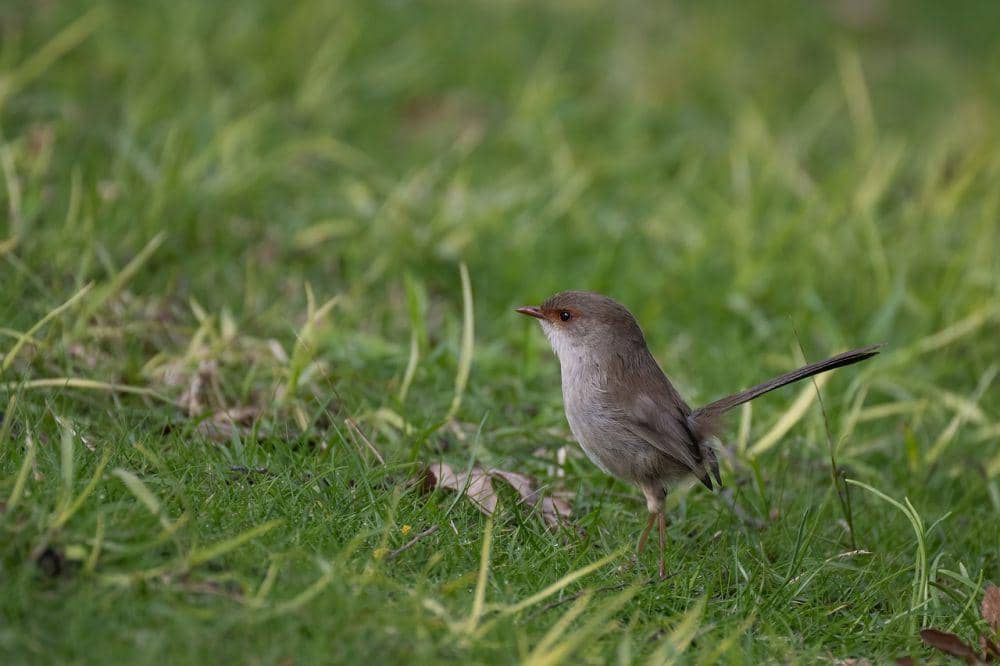 Cikrak peri agung (pixabay.com/Penny)
