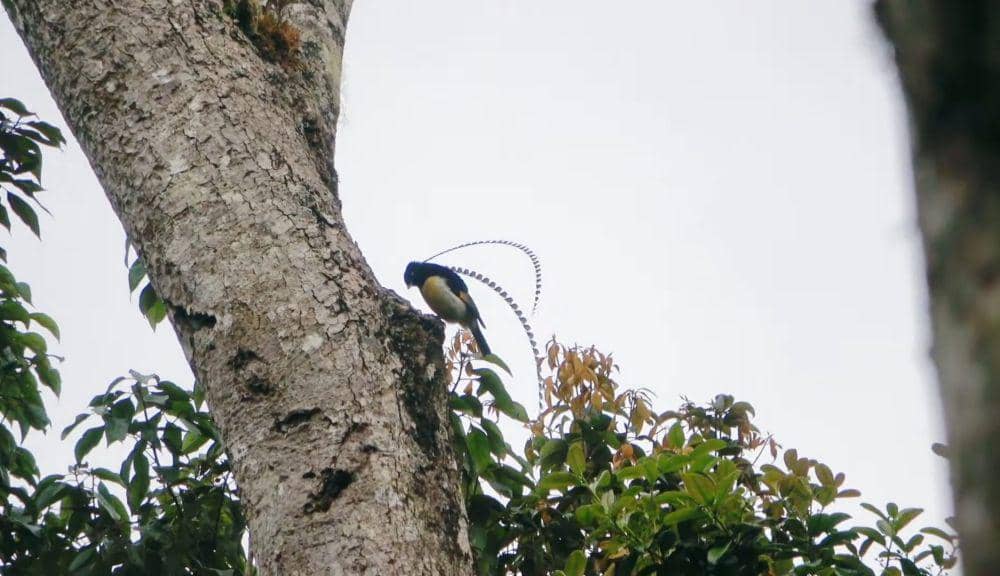 Cenderawasih panji (youtube.com/Sicklebill Safaris)