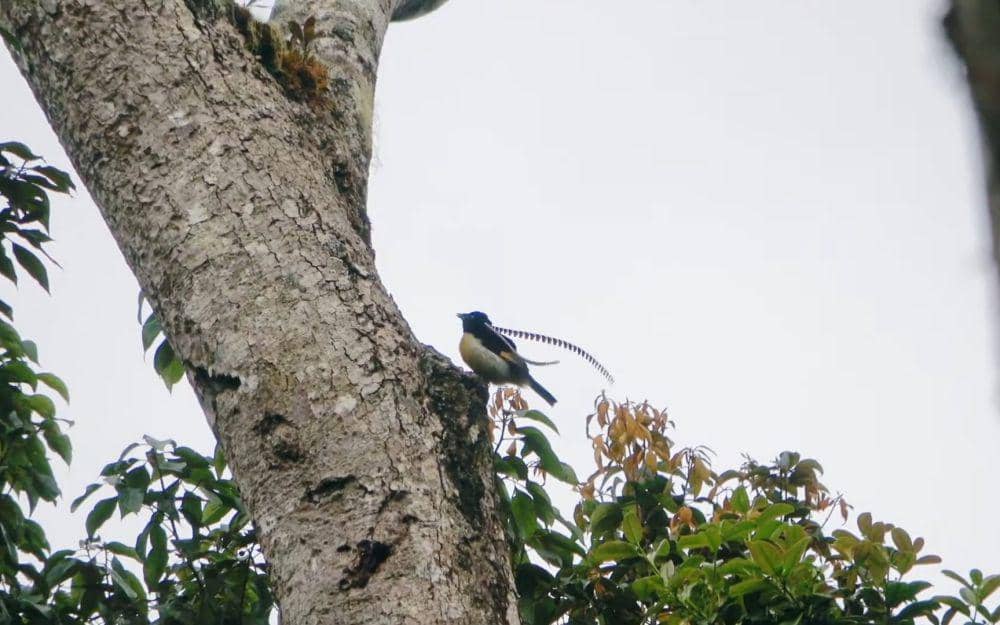 Cenderawasih panji (youtube.com/Sicklebill Safaris)