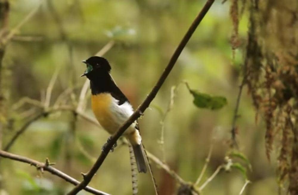 Cenderawasih panji (youtube.com/Cornell Lab of Ornithology)