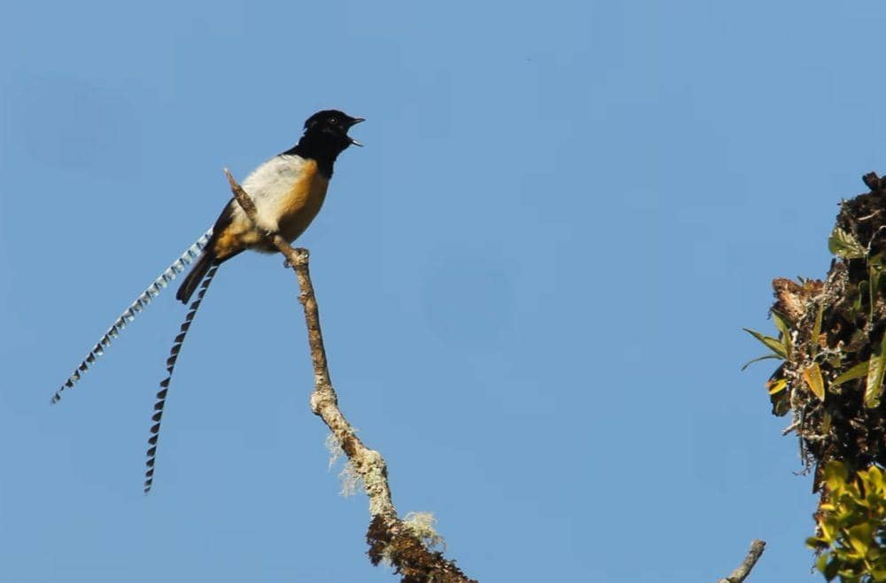 Cenderawasih panji (youtube.com/Cornell Lab of Ornithology)