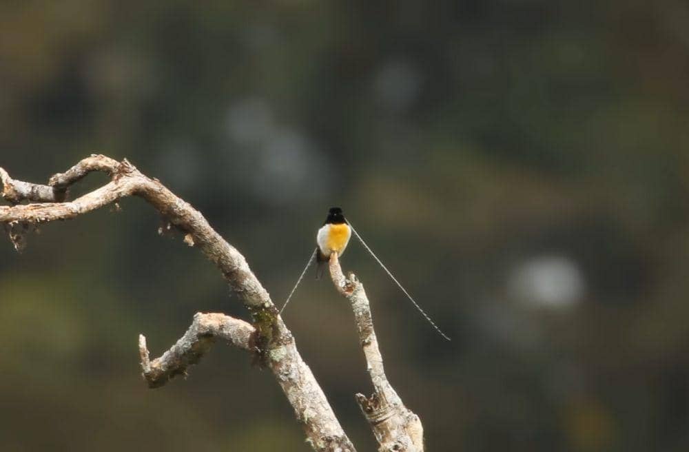 Cenderawasih panji (youtube.com/Cornell Lab of Ornithology)