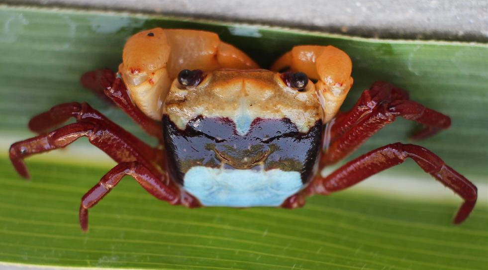 Kenali Spesies Baru Kepiting asal Kalimantan, Punya 3 Warna