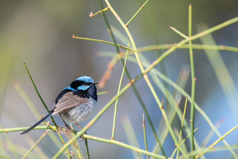 6 Fakta Cikrak Peri Agung, Jantan Memetik Bunga Kuning untuk Betina