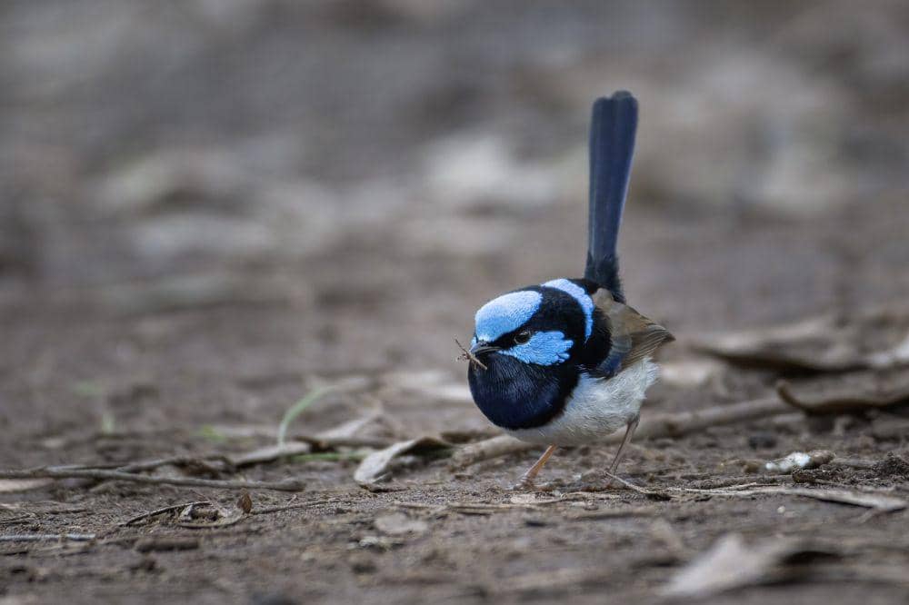 Cikrak peri agung (pixabay.com/Penny)