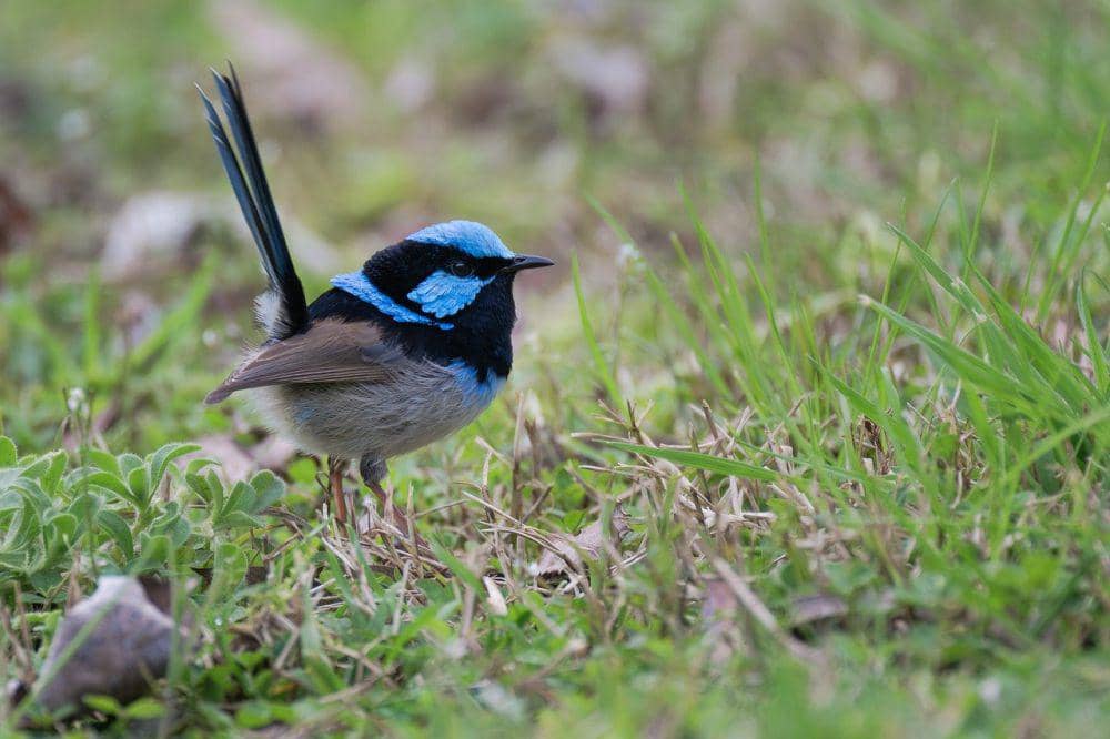 Cikrak peri agung (pixabay.com/Penny)