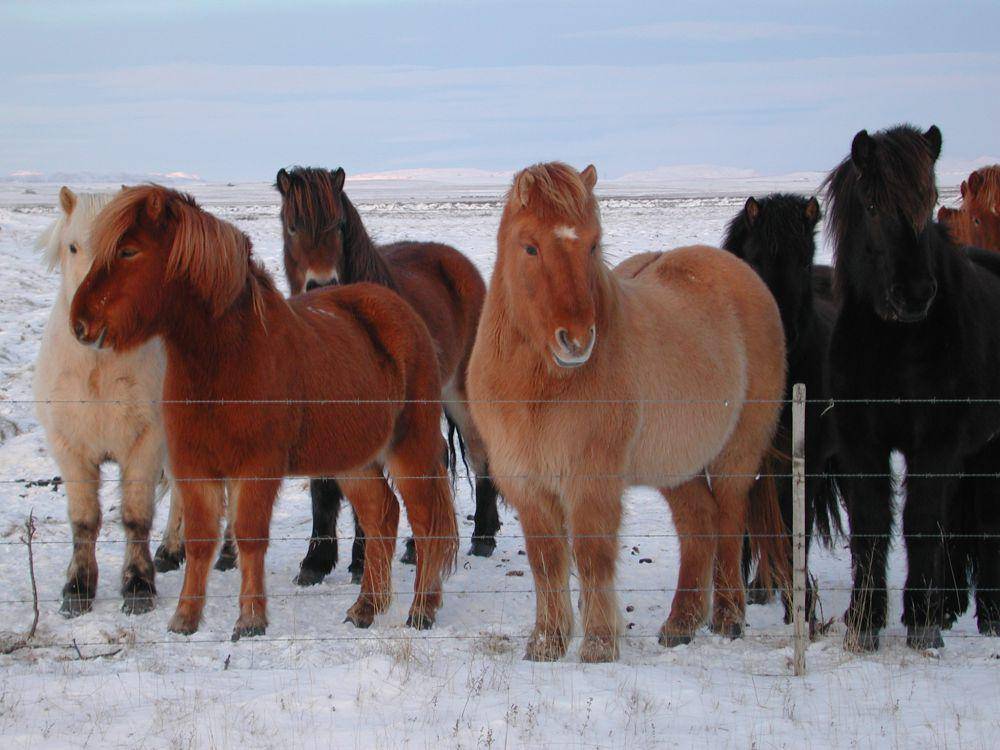 Kawanan kuda Islandia (commons.wikimedia.org/Sela Yair)