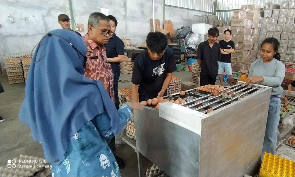 NTB Tolak Kiriman Telur Ayam dari Luar Daerah