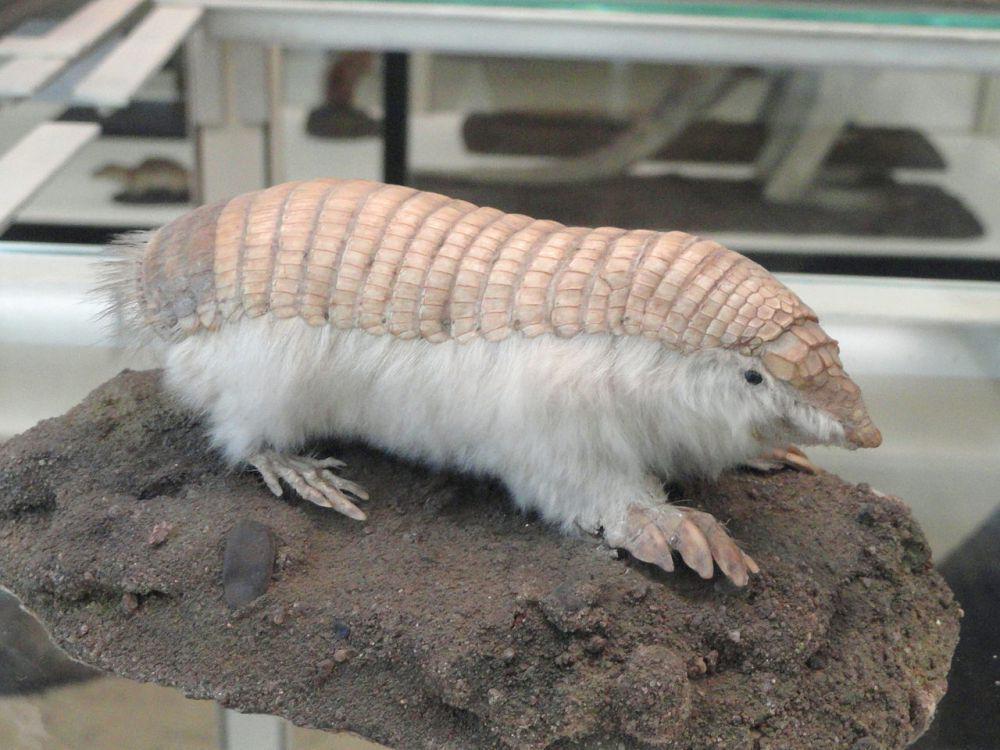 Fakta Unik Pink Fairy Armadillo, Cangkangnya Cantik seperti Sayap Peri