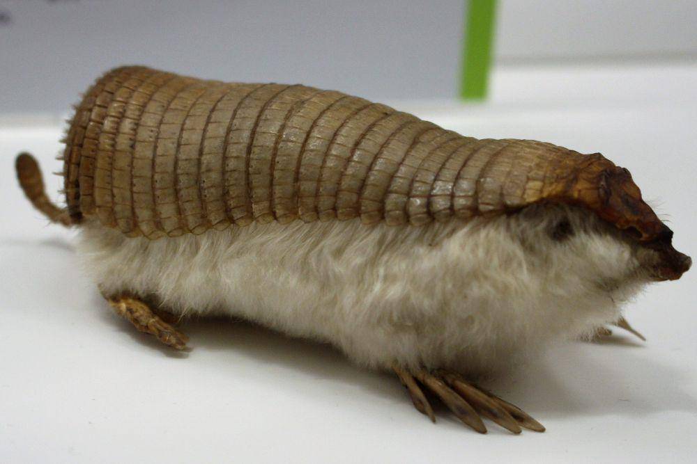 pink fairy armadillo (commons.wikimedia.org/Emőke Dénes)