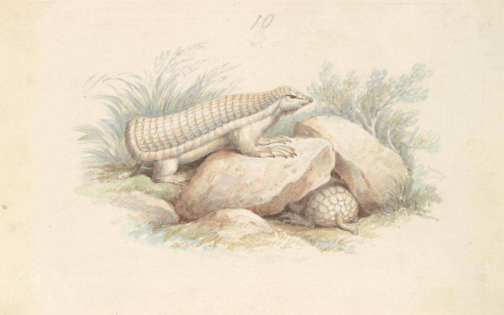 pink fairy armadillo (commons.wikimedia.org/Yale Center for British Art)
