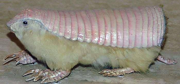 pink fairy armadillo (commons.wikimedia.org/David J. Stang)