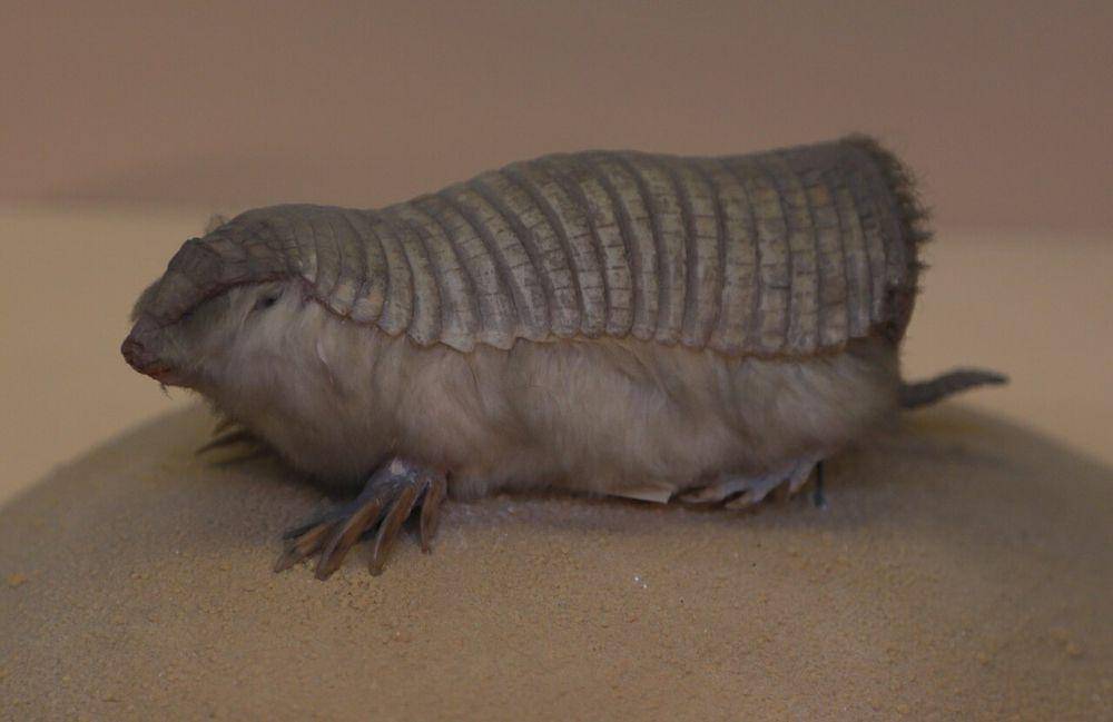pink fairy armadillo (commons.wikimedia.org/John Cummings)