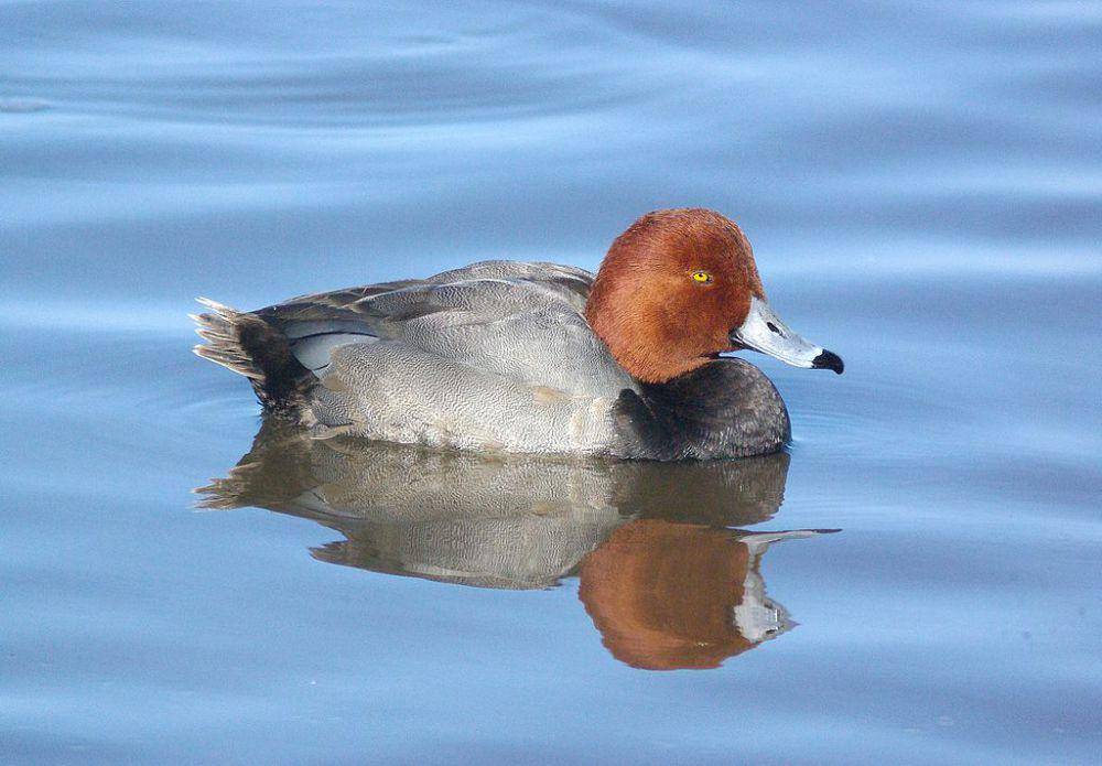 Bebek si rambut merah (commons.wikimedia.org/ALAN SCHMIERER)