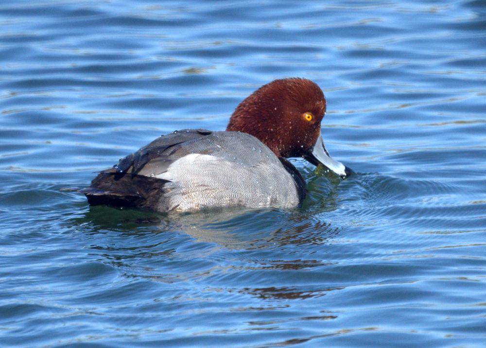 Bebek si rambut merah (commons.wikimedia.org/Mike's Birds)