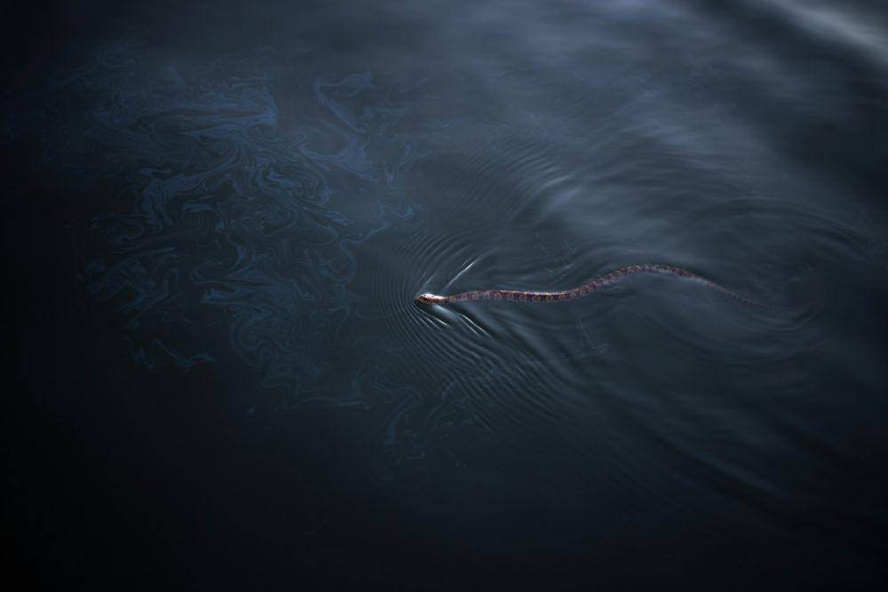 ilustrasi ular laut (unsplash.com/Omar Roque)