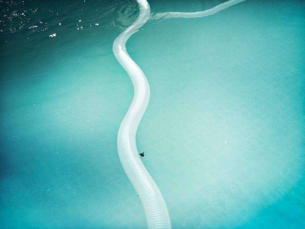 ilustrasi ular laut (unsplash.com/Claudia Mai)