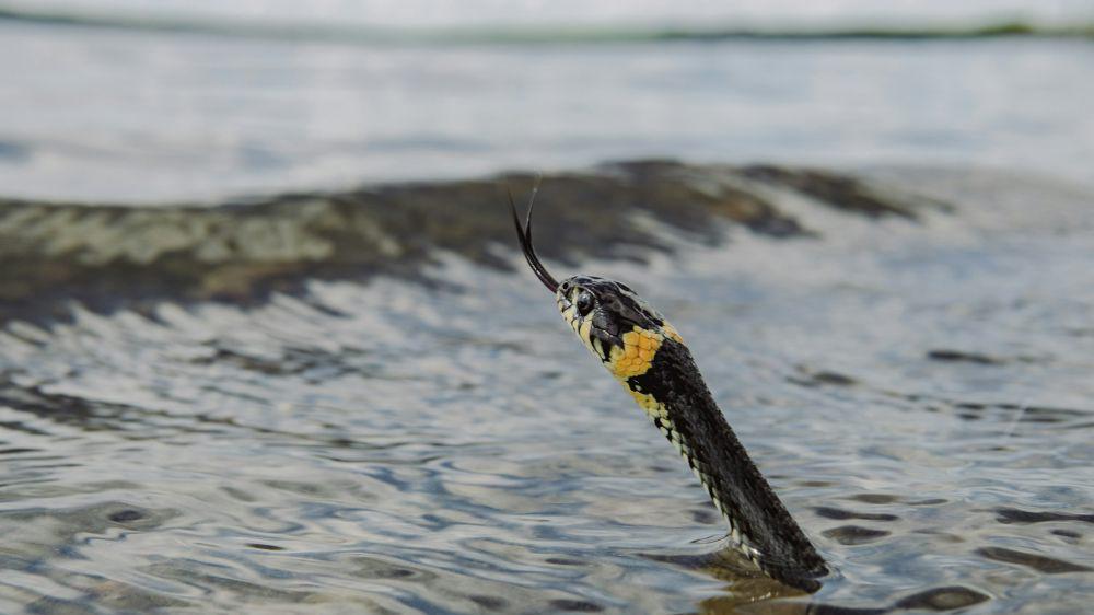 5 Fakta Unik dari Ular Laut, Rata-rata yang Mematikan!
