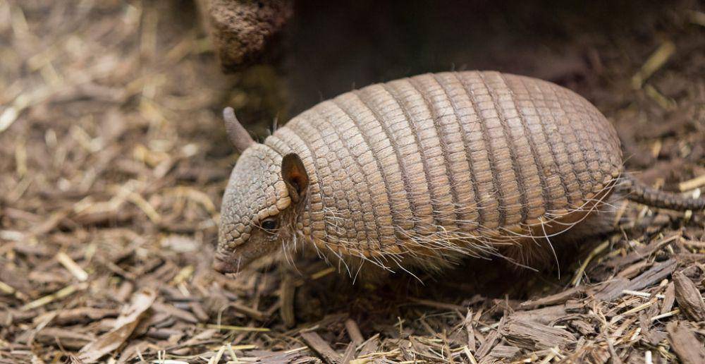 screaming hairy armadillo (flickr.com/tr.robinson)