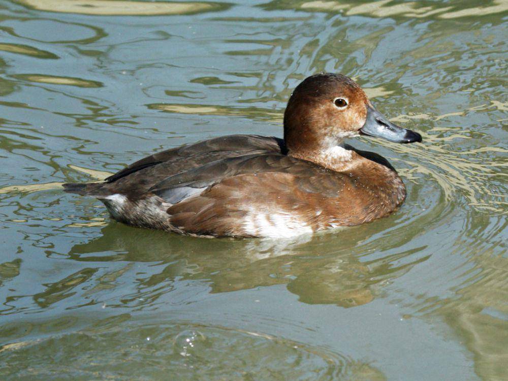 Betina bebek si rambut merah (commons.wikimedia.org/Dick Daniels)