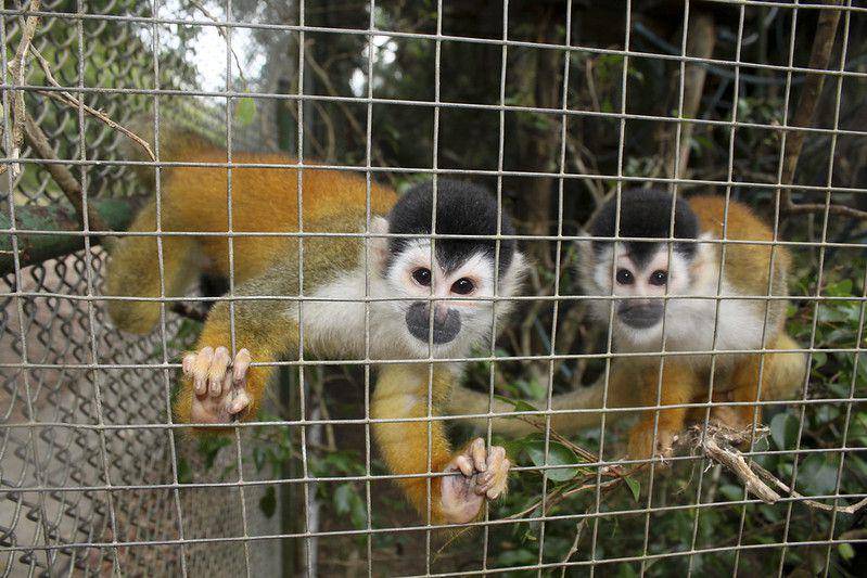 black crowned central american squirrel monkey (flickr.com/briangratwicke)