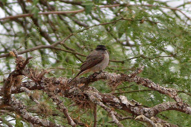crowned slaty flycatchers (unsplash.com/sussexbirder)