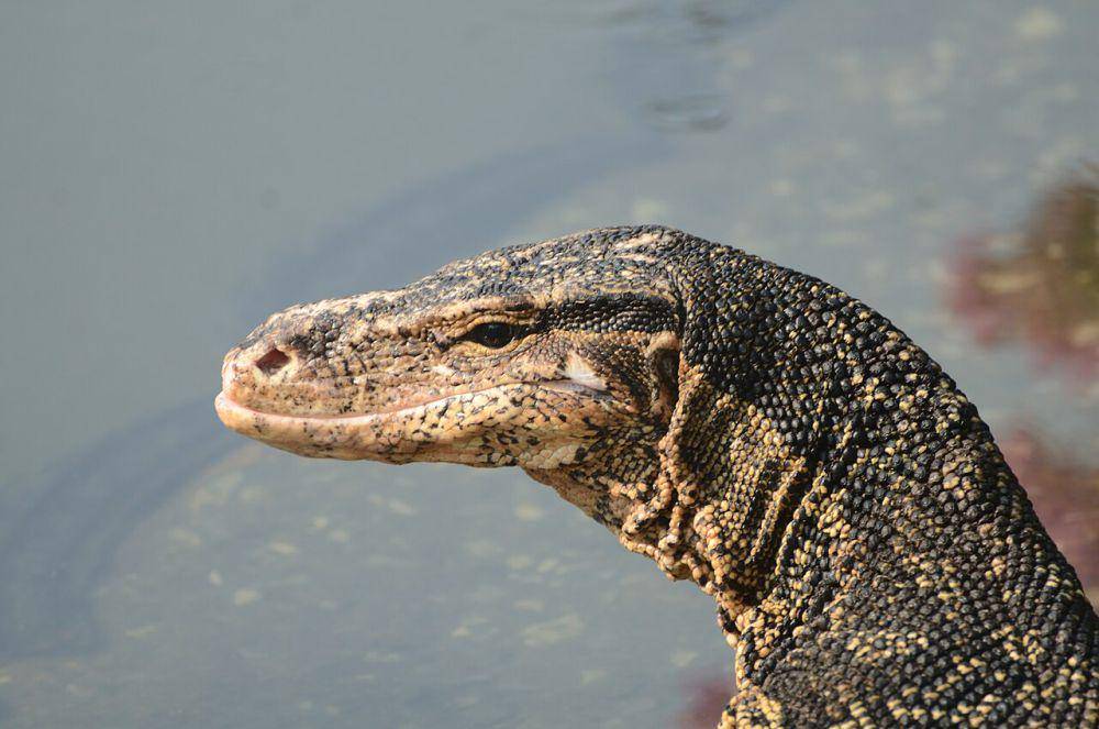 Biawak air asia (commons.wikimedia.org/Kongkham6211)