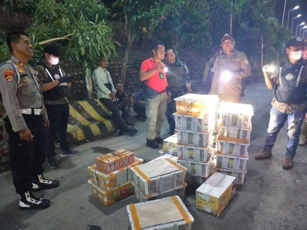 Pengungkapan penyeludupan 1.400 burung liar Sumatera di Pelabuhan Bakauheni, Jumat (22/3/2024). (IDN Times/Istimewa).