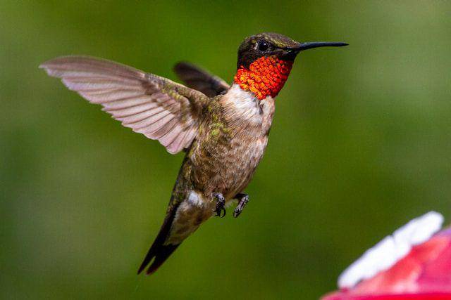 ruby throated hummingbird (unsplash.com/Joshua J. Cotten)