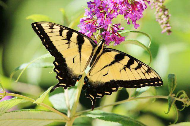 canadian swallowtail tiger butterfly (unsplash.com/Paul Crook)