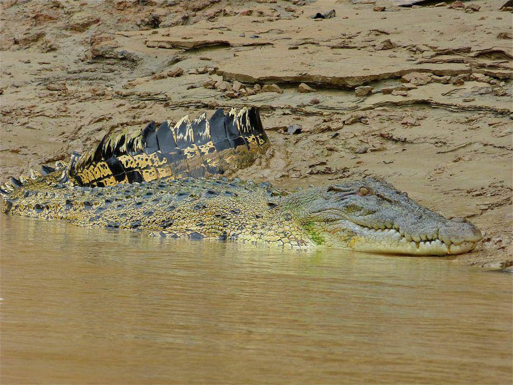 Buaya muara (commons.wikimedia.org/Bernard DUPONT)