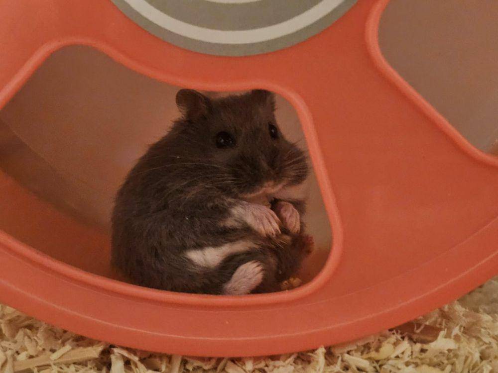 foto gemas hamster lagi duduk (reddit.com/user/DomingoFlamingo69)