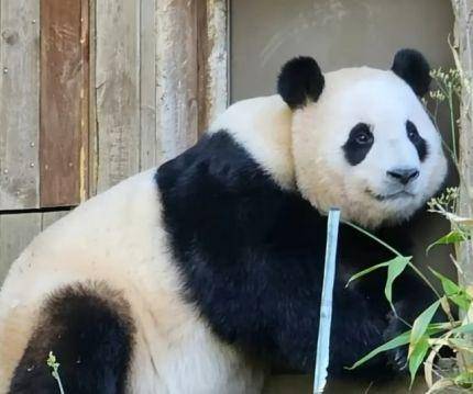Fu Bao (news.naver.com)