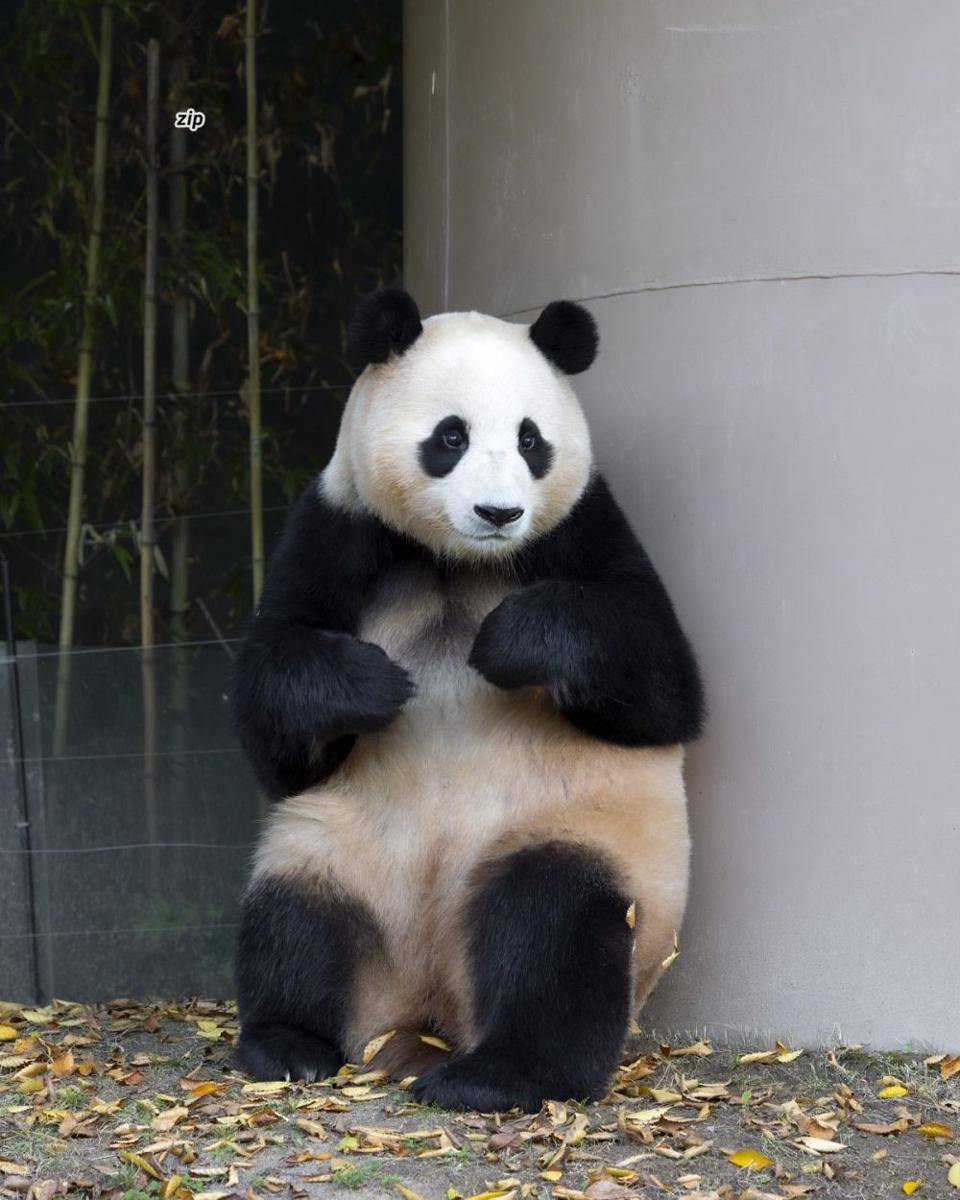 Fu Bao (twitter.com/fubao_zip)