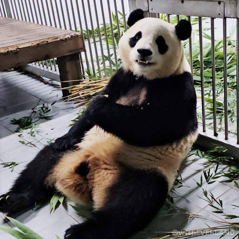 Fu Bao (twitter.com/withEverland)