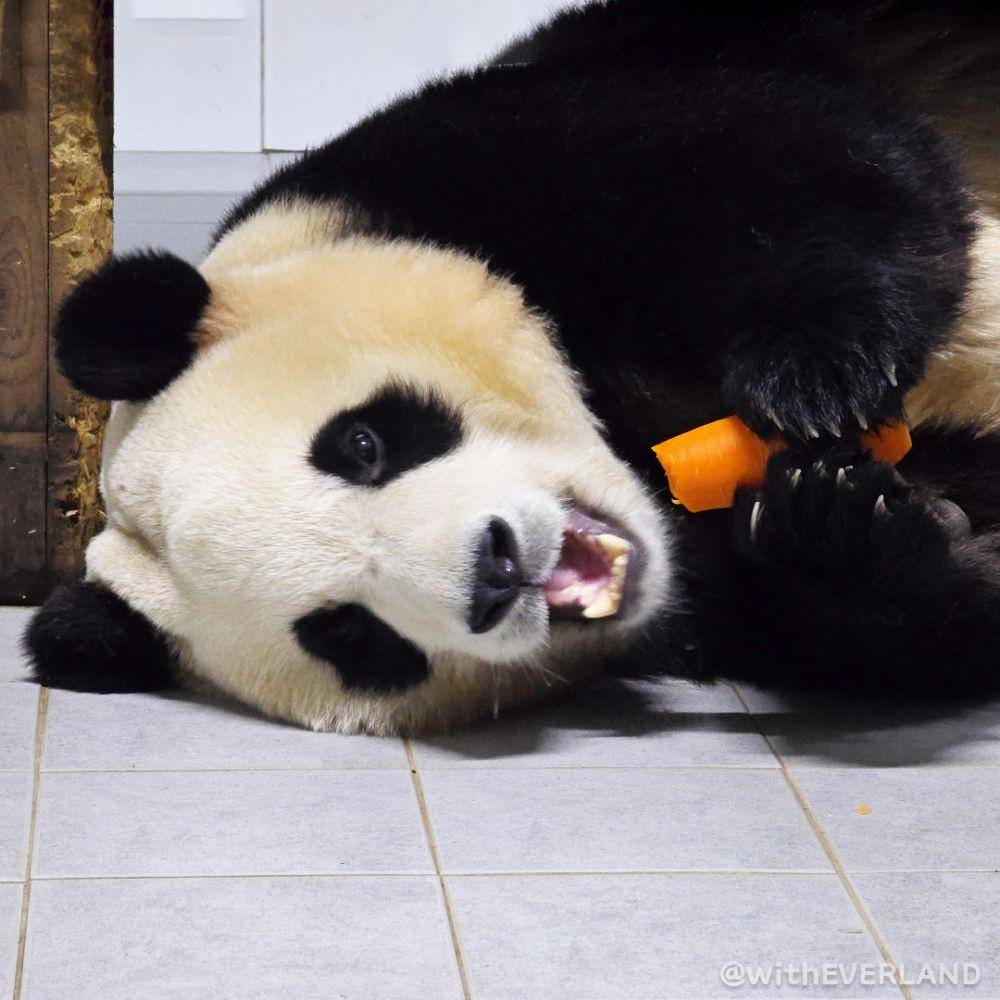 Fu Bao (twitter.com/withEverland)