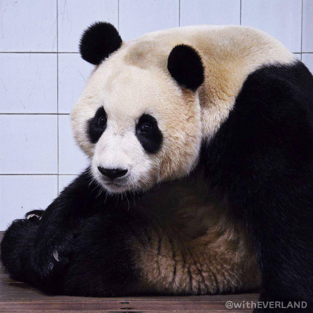 Fu Bao (twitter.com/withEverland)