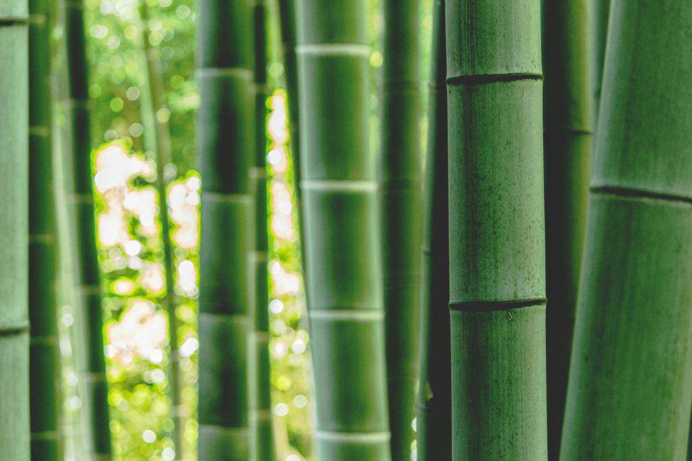 bambu (unsplash.com/zoo monkey)