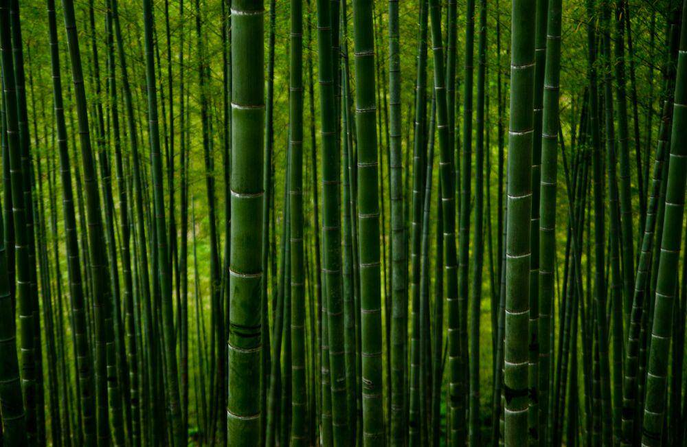 bambu (unsplash.com/Clement Souchet)