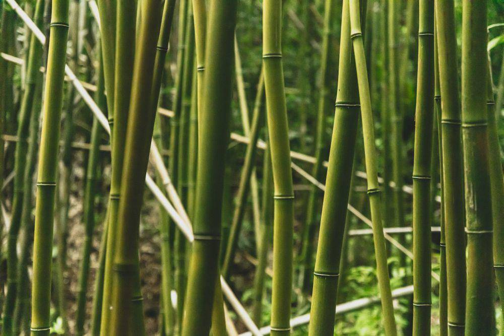 bambu (unsplash.com/Patrick Hendry)