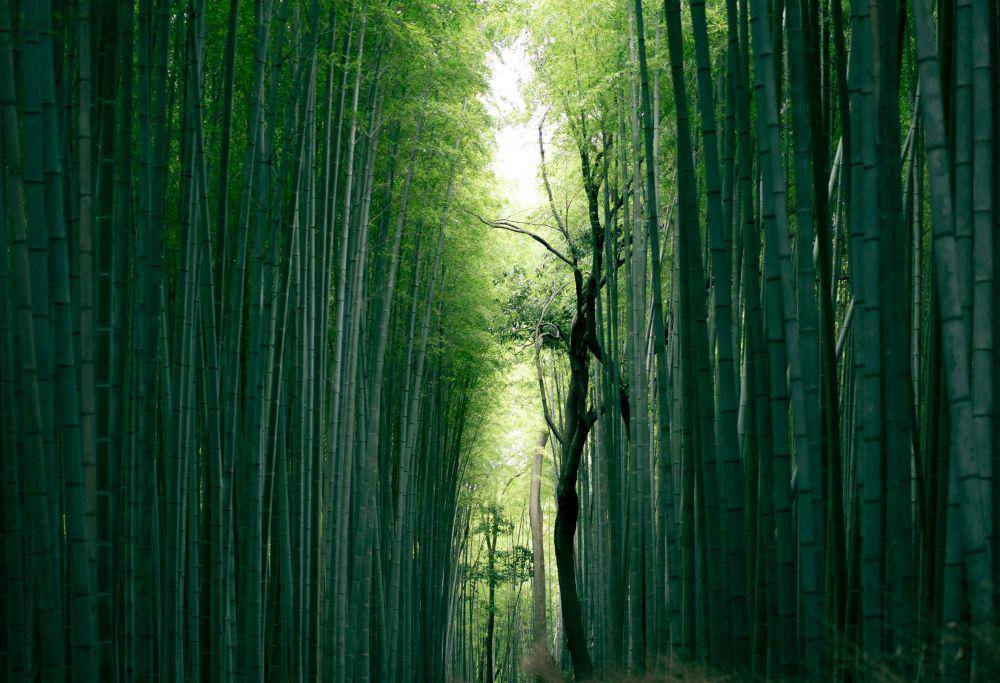 bambu (unsplash.com/JuniperPhoton)
