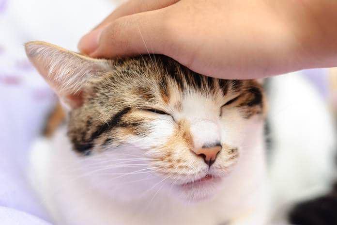 ilustrasi mengelus kucing ( catlovers.id )