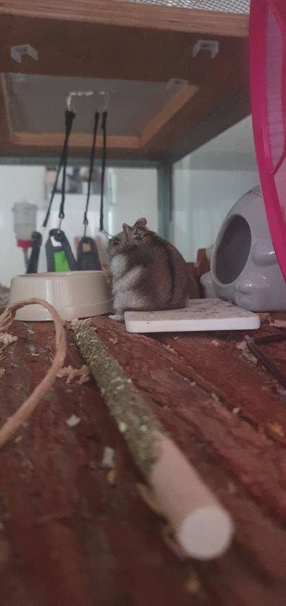 foto gemas hamster lagi duduk (reddit.com/user/Stephy-oneill)