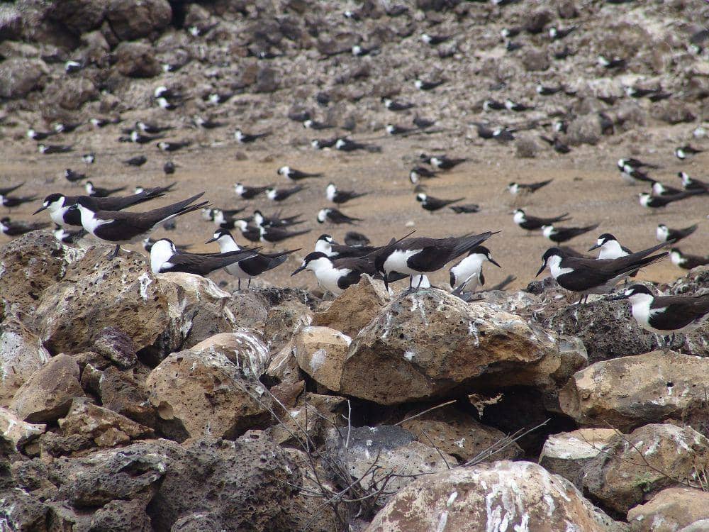 Sooty tern (commons.m.wikimedia.org/Drew Avery)