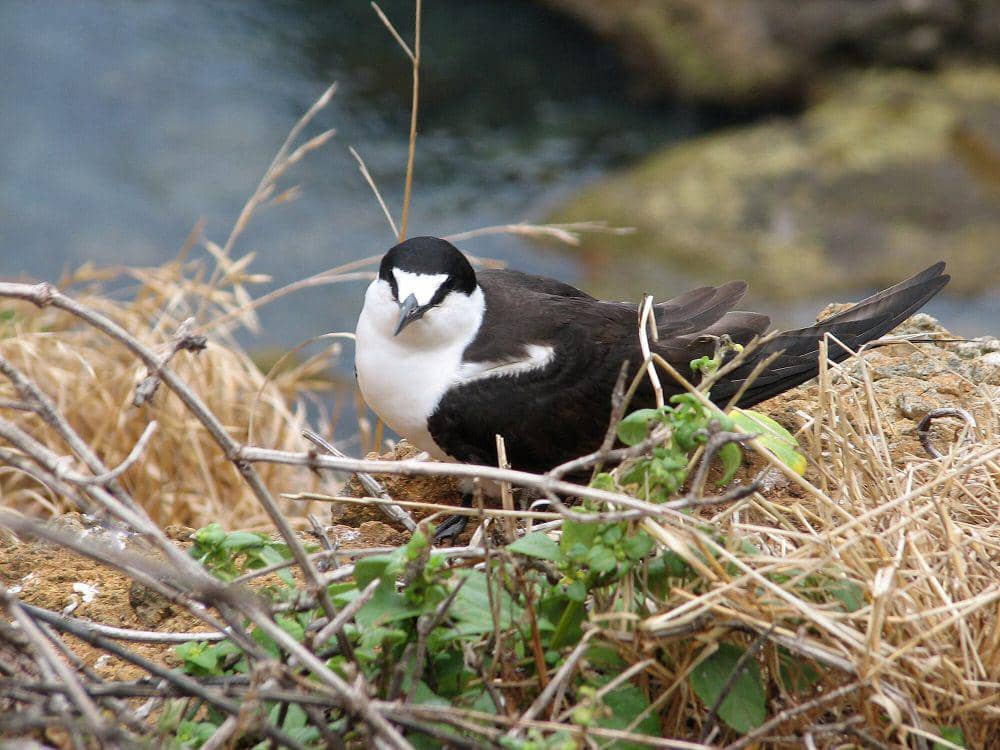 Sooty tern (commons.m.wikimedia.org/Paul Gear)