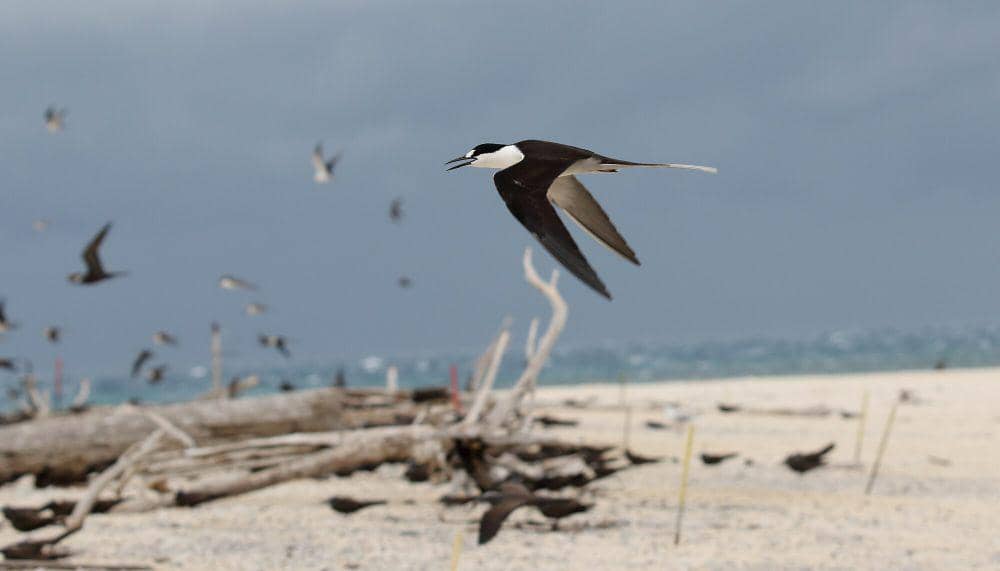 Sooty tern (commons.m.wikimedia.org/Dominic Sherony)