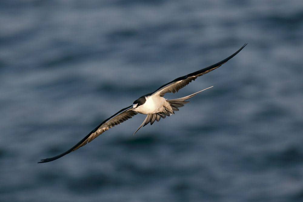 Sooty tern (commons.m.wikimedia.org/Patrickkavanagh)
